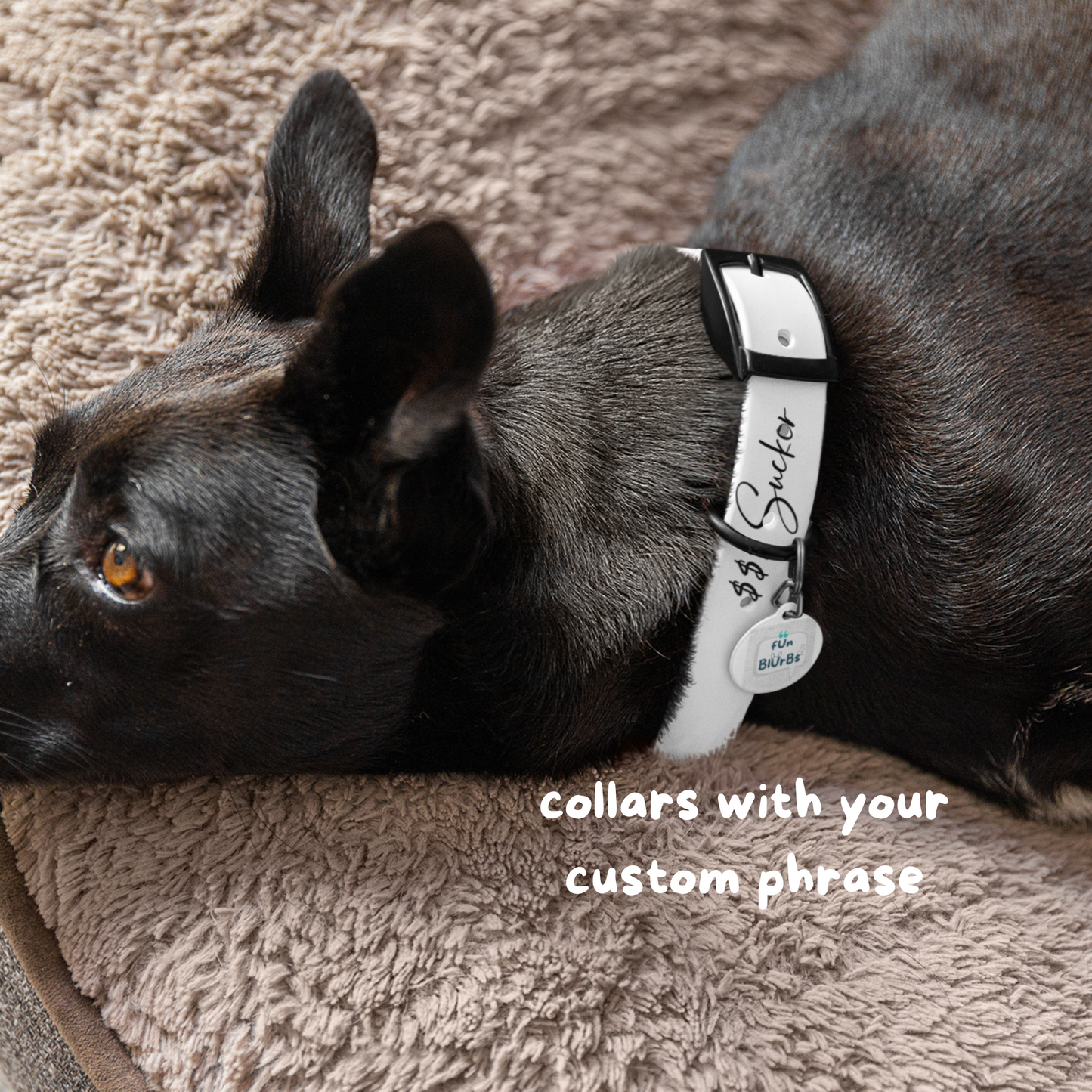 Custom Dog Collar with Phrase - White