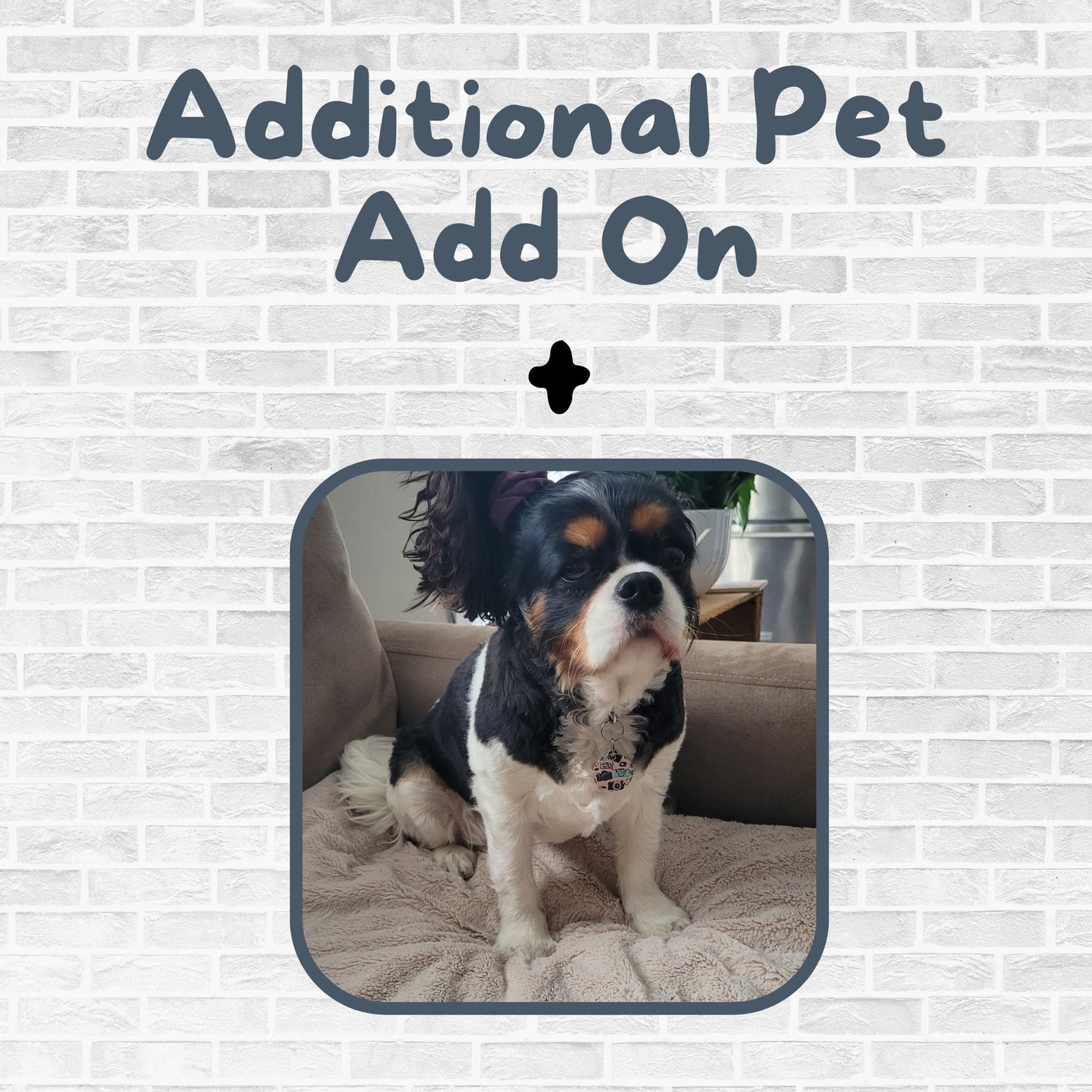 Add On - Additional Pets