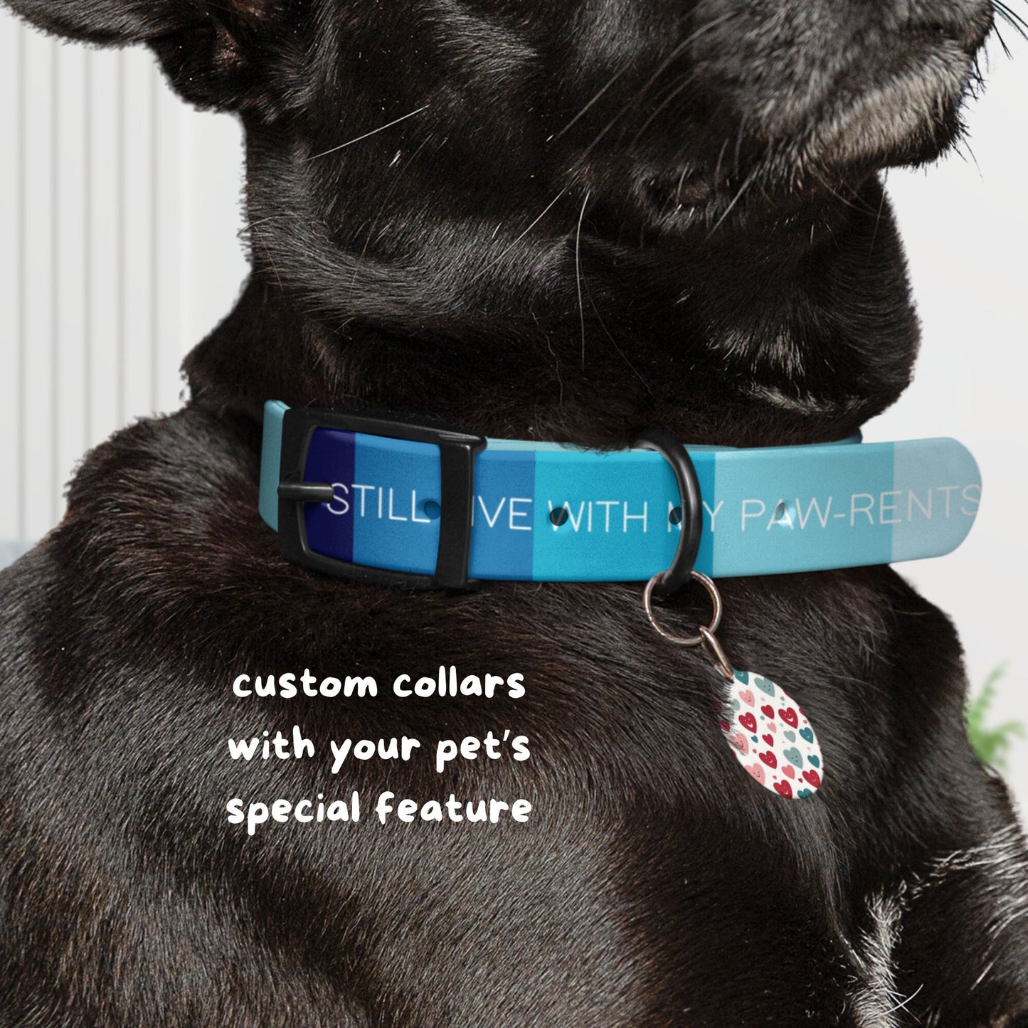 Custom Gradient Dog Collar with Phrase – Summer Sky Blue